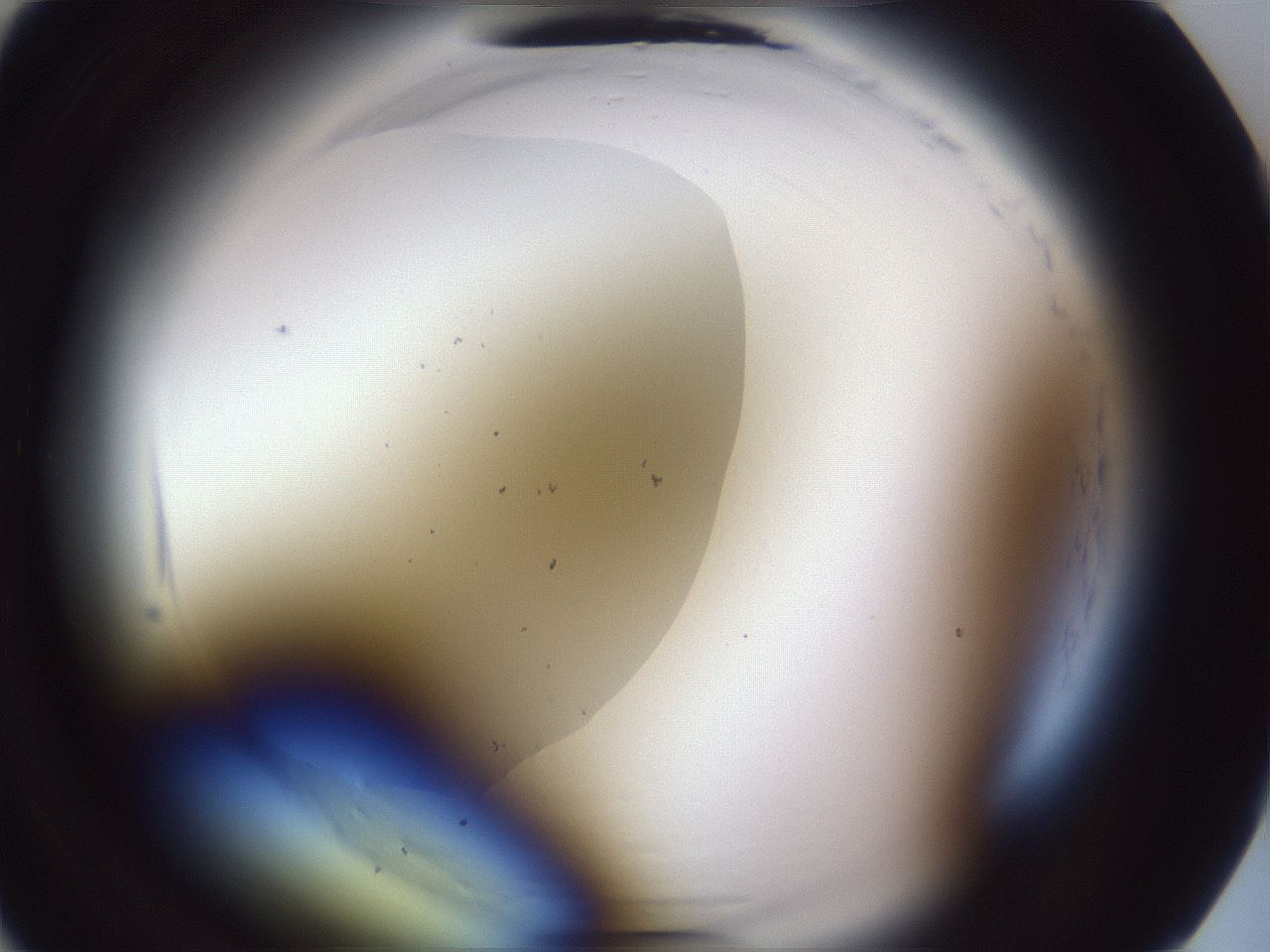 folderID598_plateID2598_batchID13155_wellNum2_profileID1_d1_r197292_ef.jpg