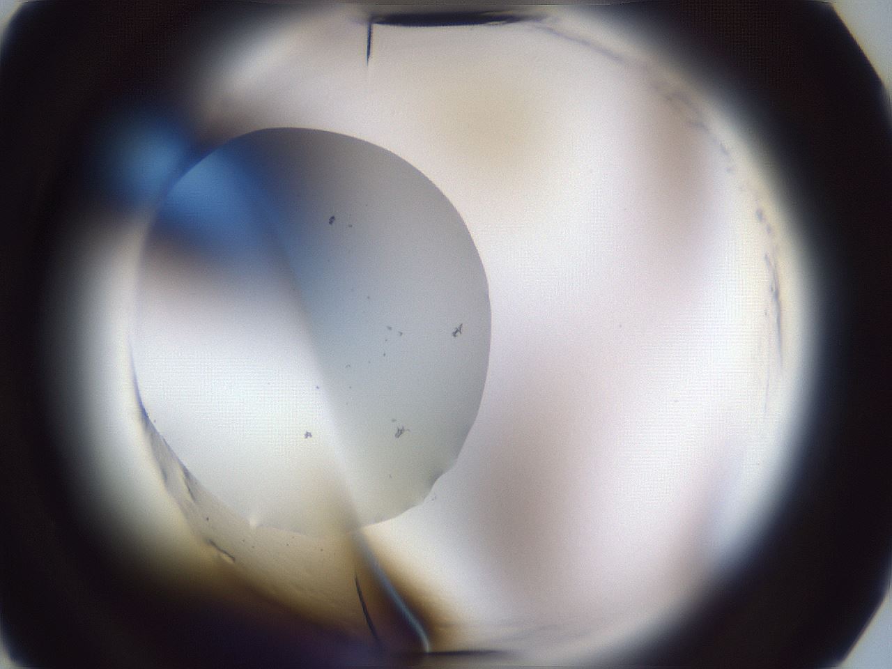 folderID598_plateID2598_batchID13155_wellNum2_profileID1_d2_r197293_ef.jpg