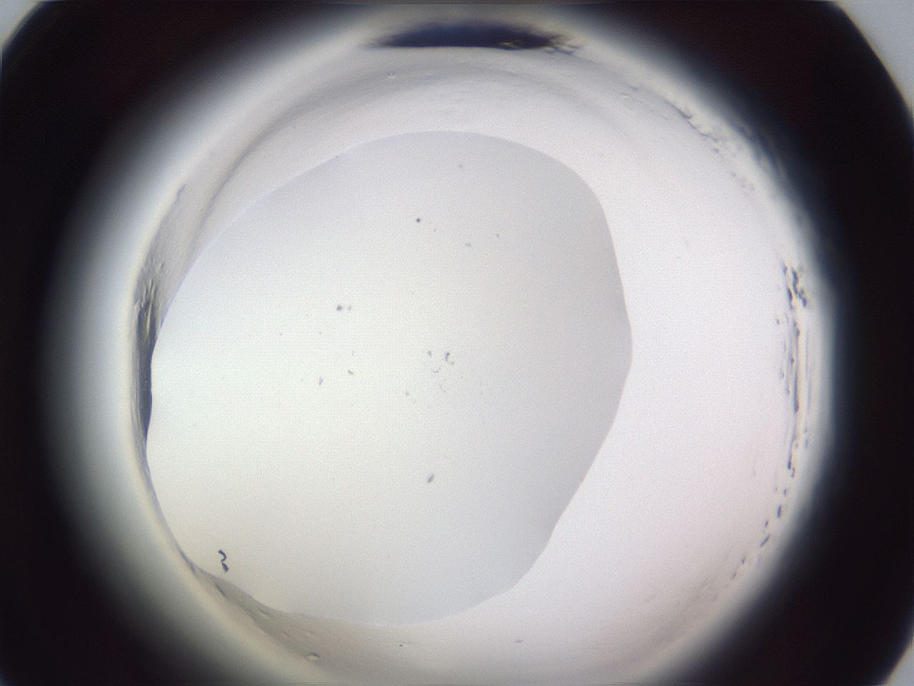folderID598_plateID2598_batchID13155_wellNum33_profileID1_d1_r197385_ef.jpg