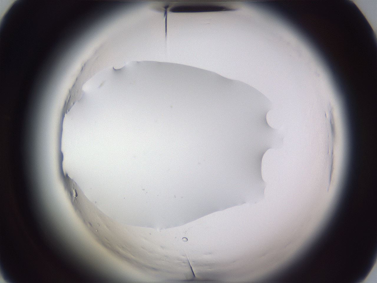 folderID598_plateID2598_batchID13155_wellNum38_profileID1_d2_r197401_ef.jpg