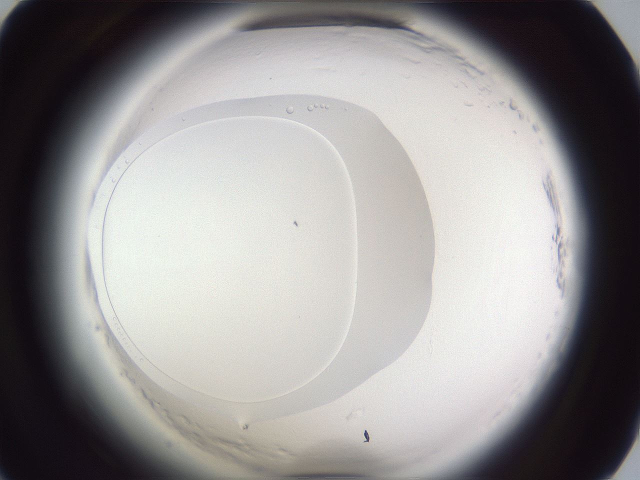 folderID598_plateID2598_batchID13155_wellNum39_profileID1_d1_r197403_ef.jpg
