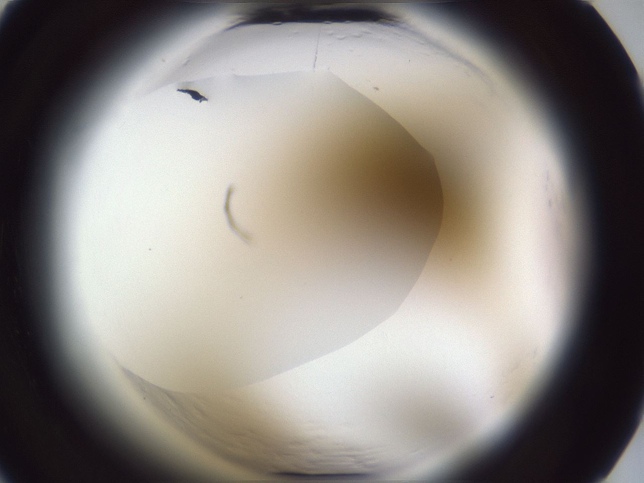 folderID598_plateID2598_batchID13155_wellNum3_profileID1_d1_r197295_ef.jpg