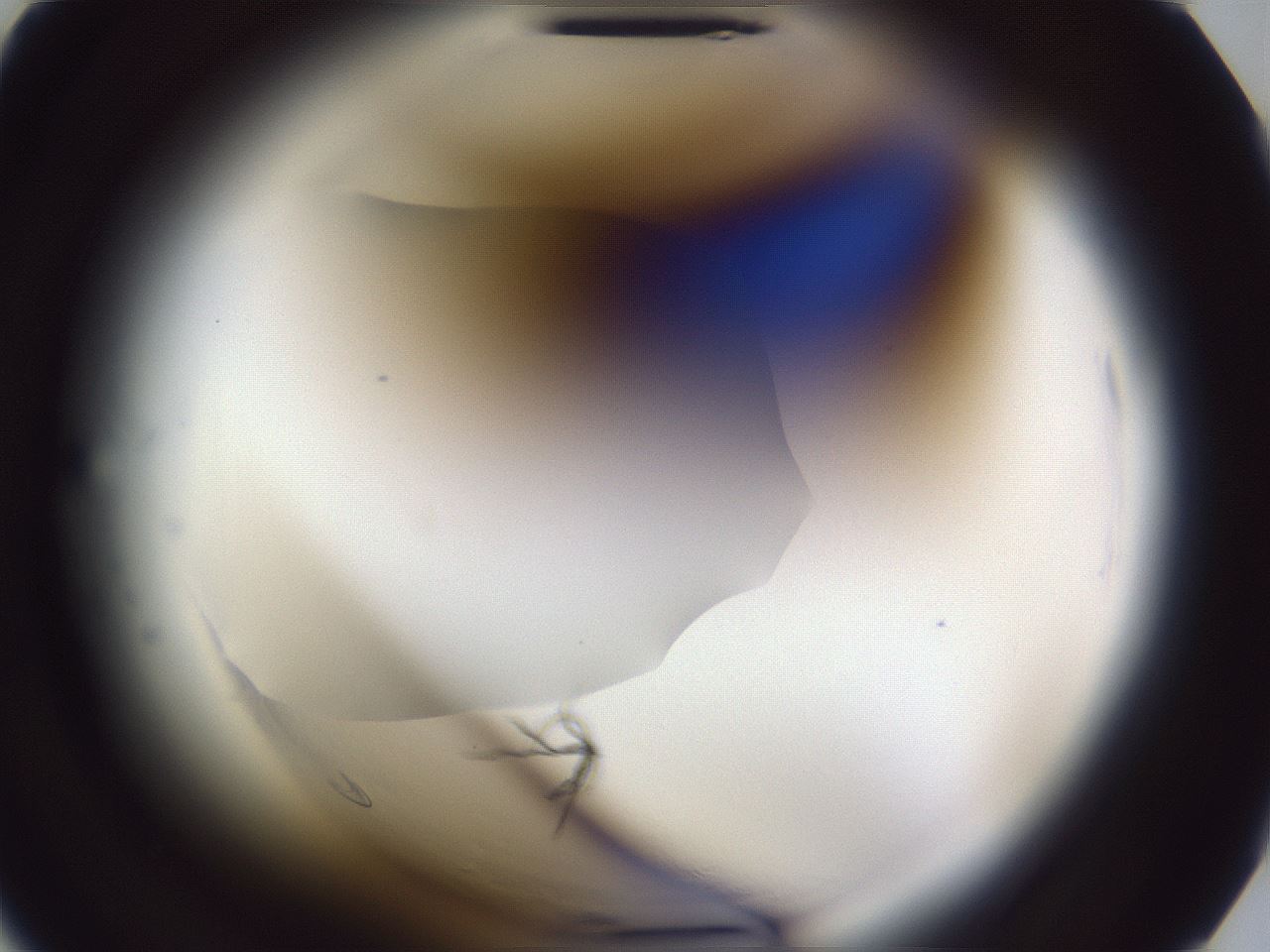 folderID598_plateID2598_batchID13155_wellNum3_profileID1_d2_r197296_ef.jpg