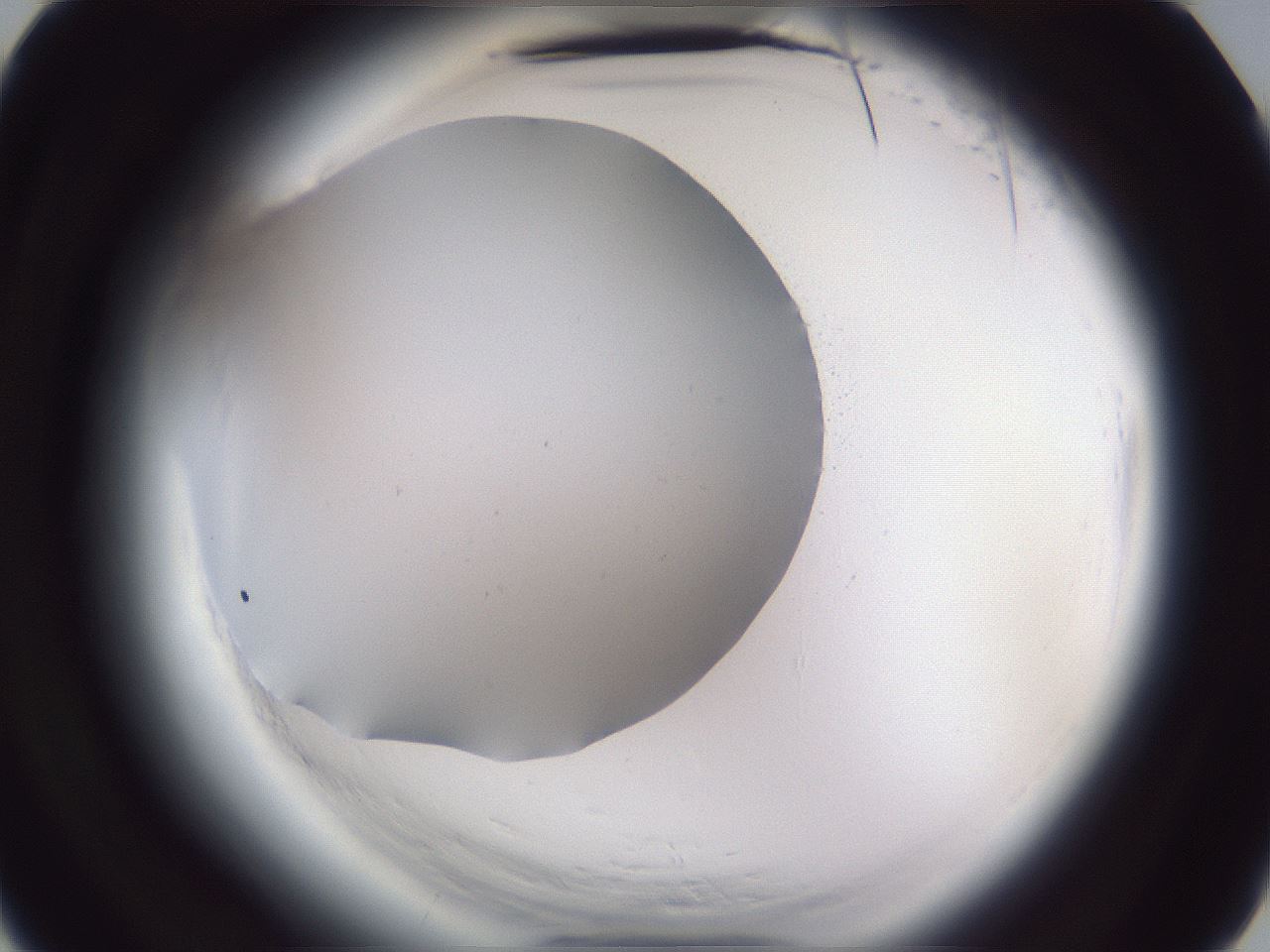 folderID598_plateID2598_batchID13155_wellNum4_profileID1_d3_r197300_ef.jpg