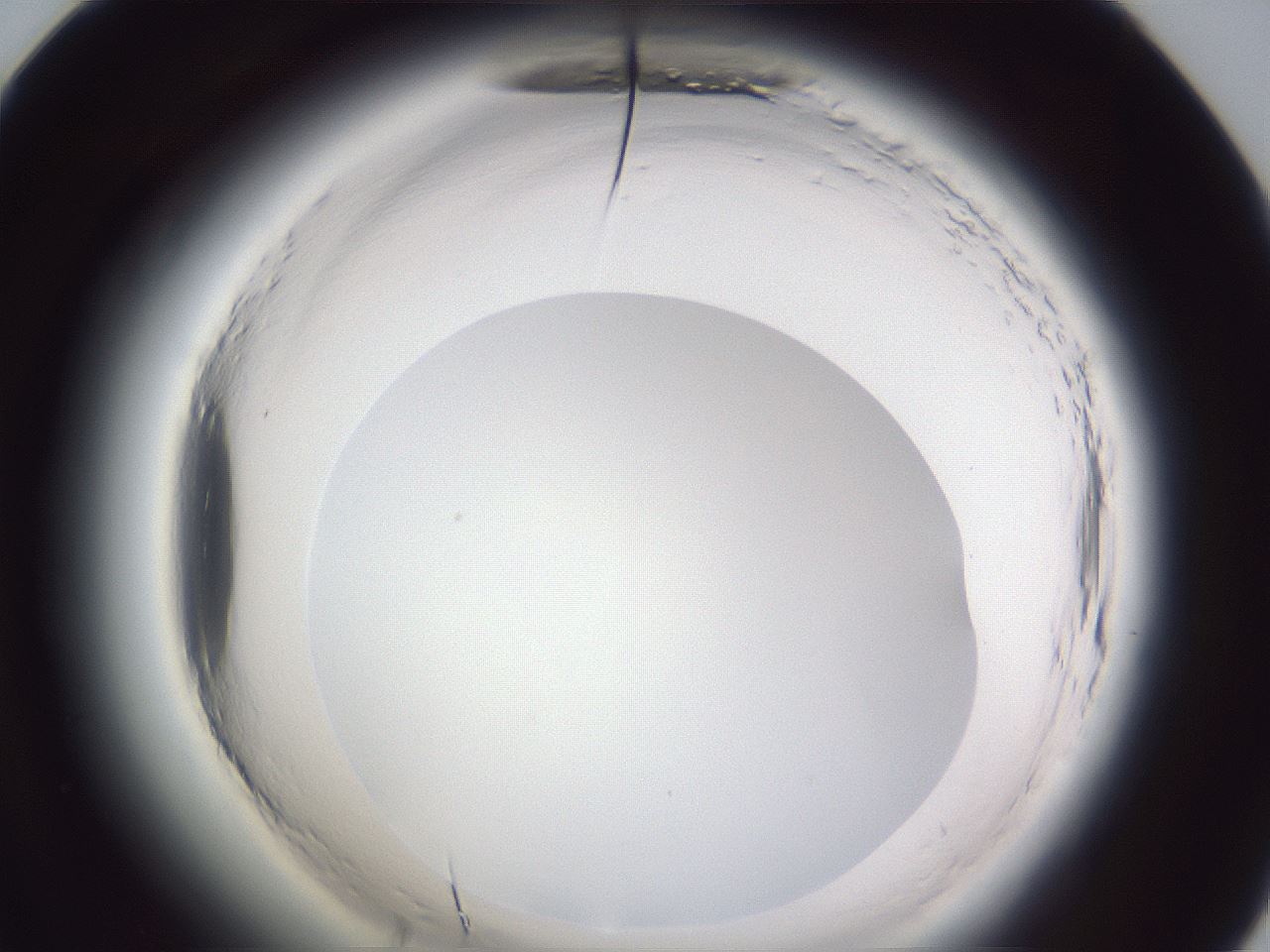 folderID598_plateID2598_batchID13155_wellNum60_profileID1_d1_r197466_ef.jpg