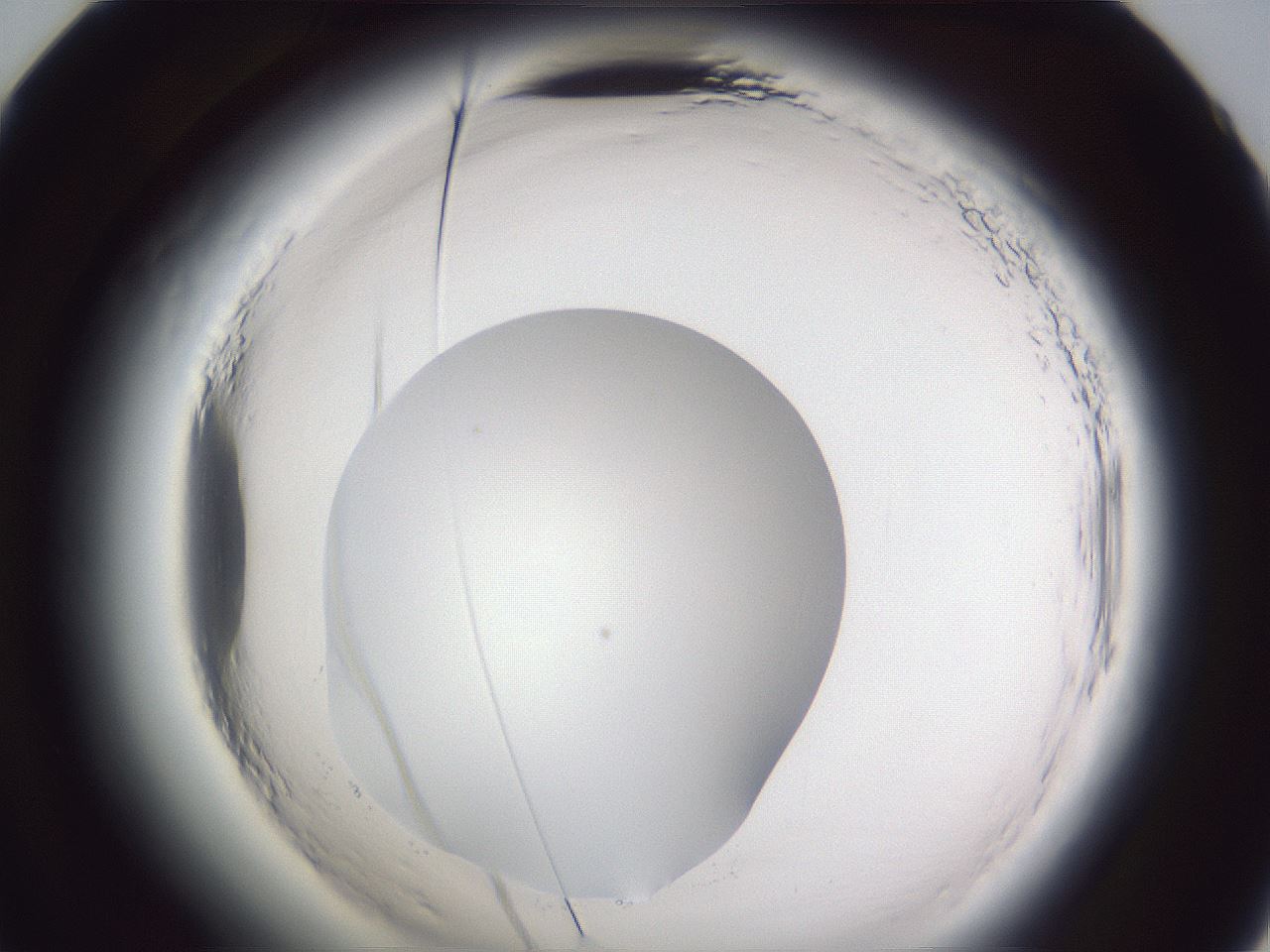 folderID598_plateID2598_batchID13155_wellNum60_profileID1_d2_r197467_ef.jpg