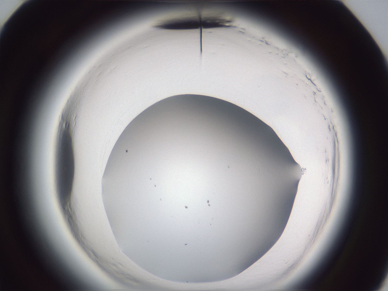 folderID598_plateID2598_batchID13155_wellNum60_profileID1_d3_r197468_ef.jpg