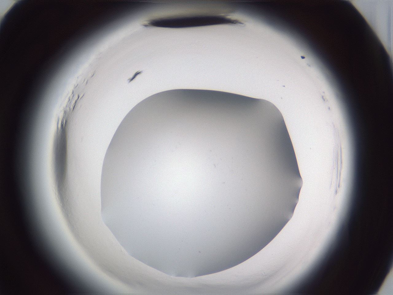 folderID598_plateID2598_batchID13155_wellNum69_profileID1_d3_r197495_ef.jpg