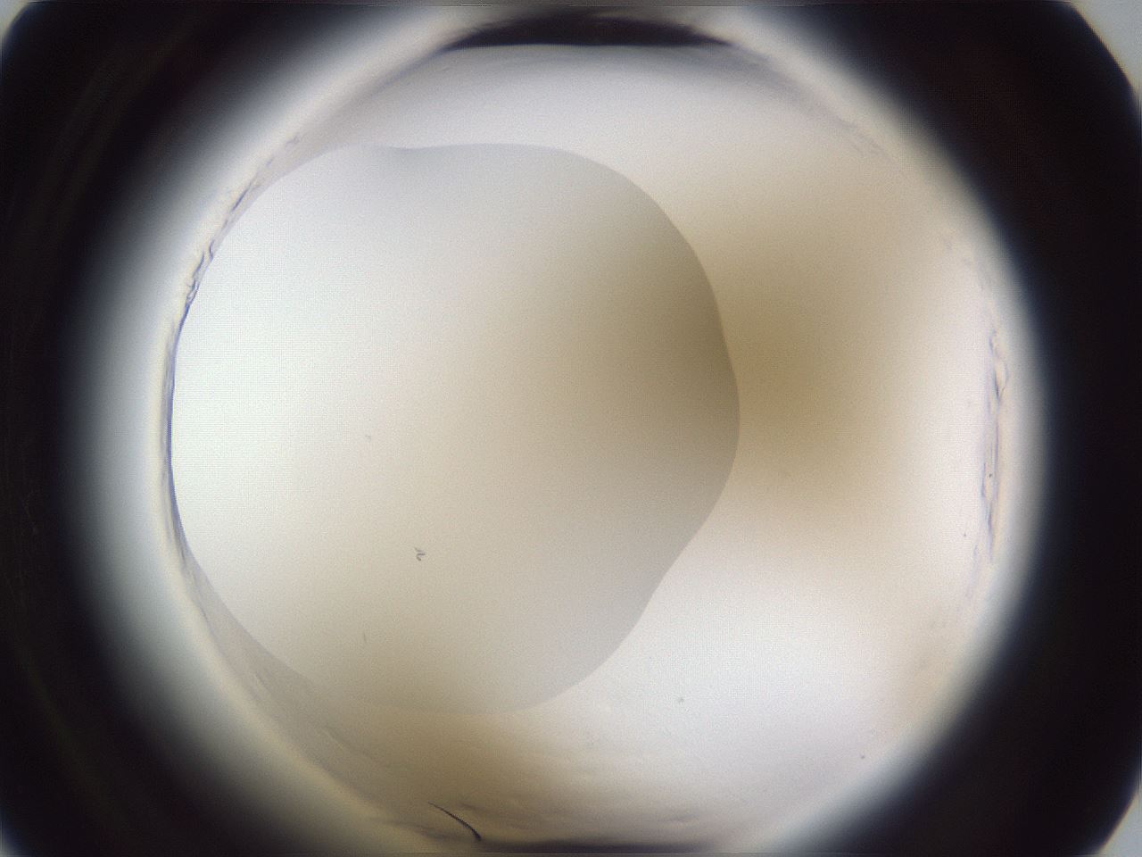 folderID598_plateID2598_batchID13155_wellNum6_profileID1_d1_r197304_ef.jpg