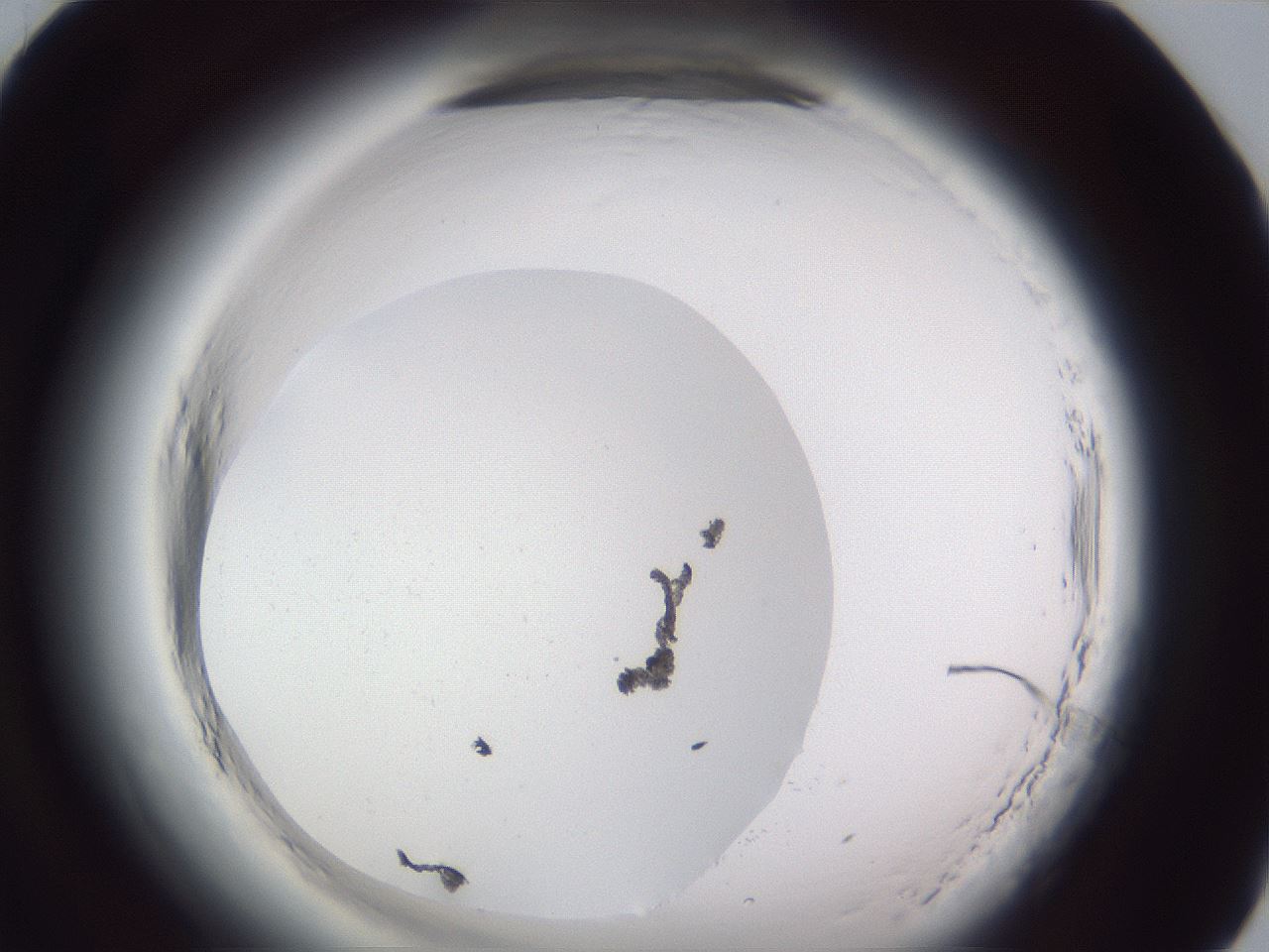 folderID598_plateID2598_batchID13155_wellNum70_profileID1_d1_r197496_ef.jpg