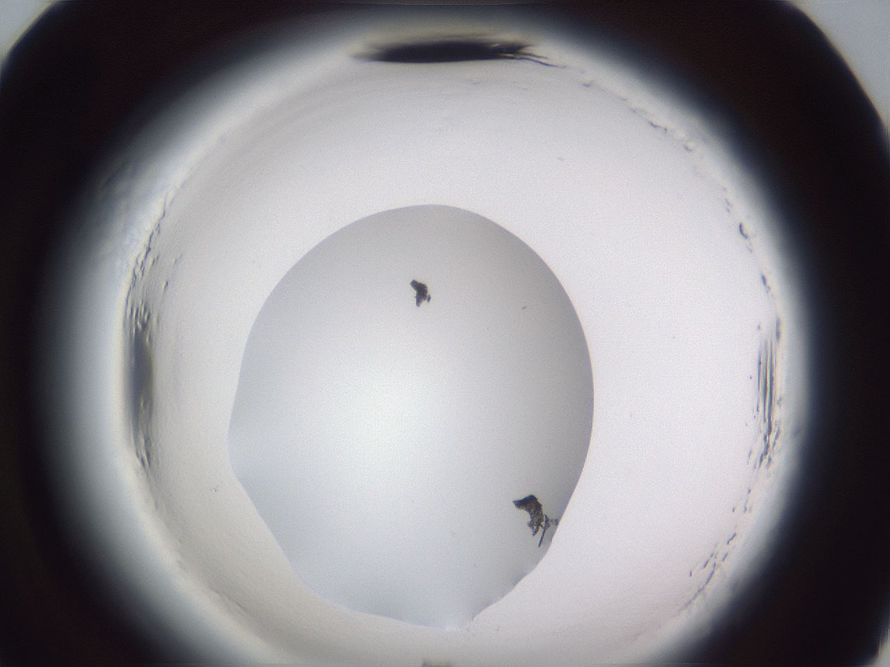 folderID598_plateID2598_batchID13155_wellNum70_profileID1_d2_r197497_ef.jpg