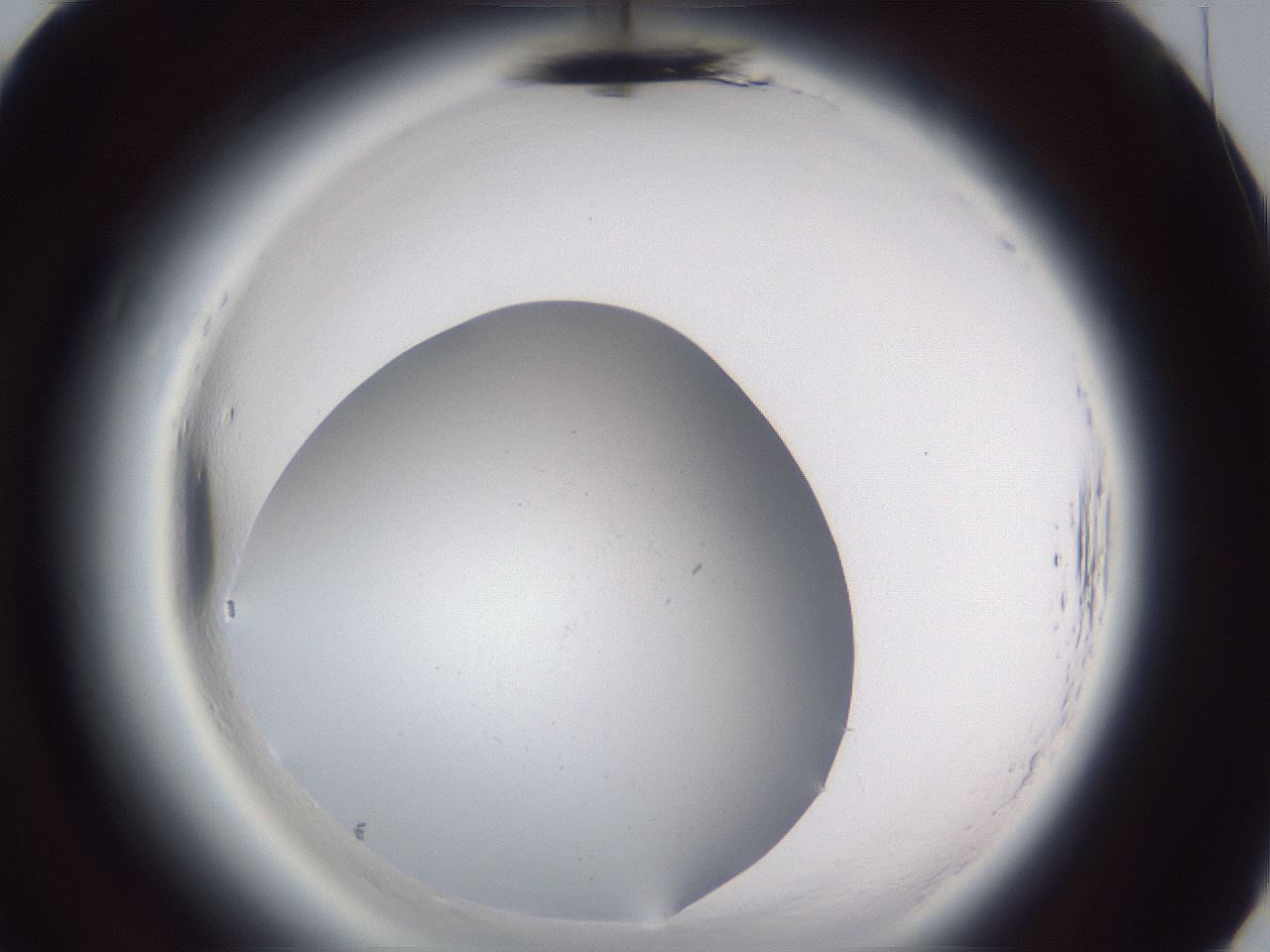 folderID598_plateID2598_batchID13155_wellNum70_profileID1_d3_r197498_ef.jpg