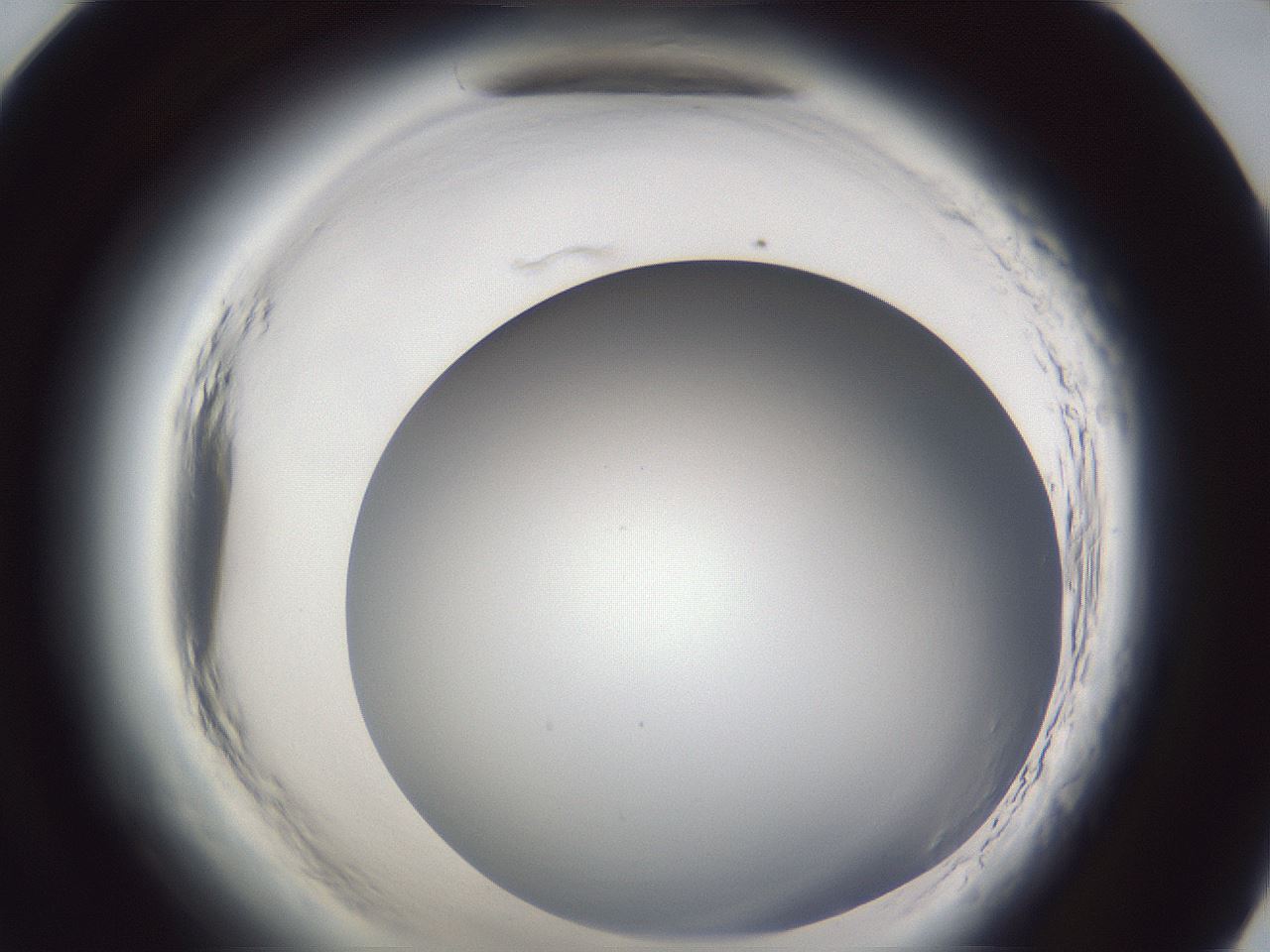 folderID598_plateID2598_batchID13155_wellNum71_profileID1_d1_r197499_ef.jpg