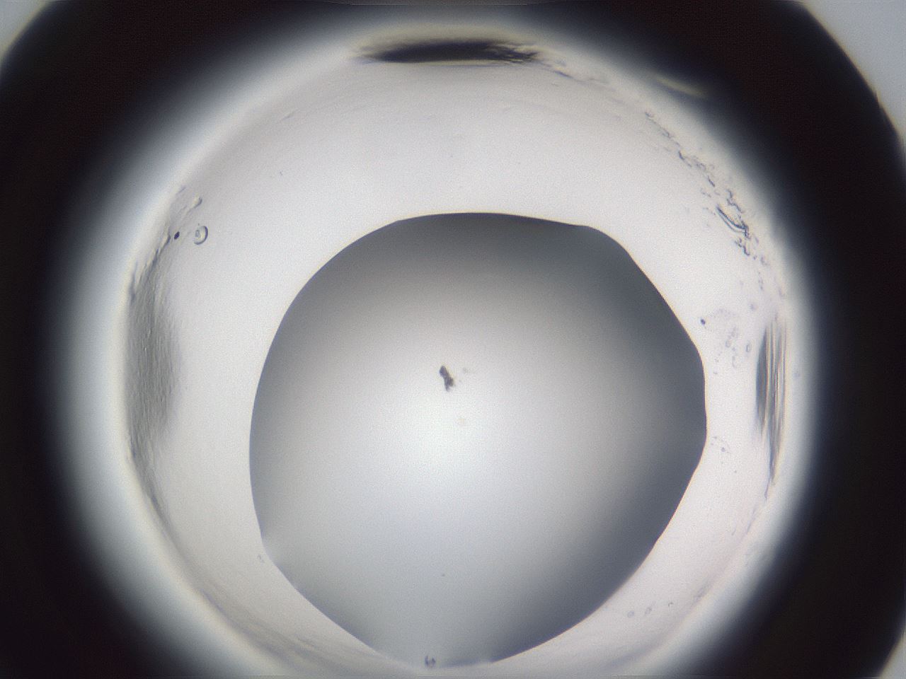 folderID598_plateID2598_batchID13155_wellNum71_profileID1_d3_r197501_ef.jpg