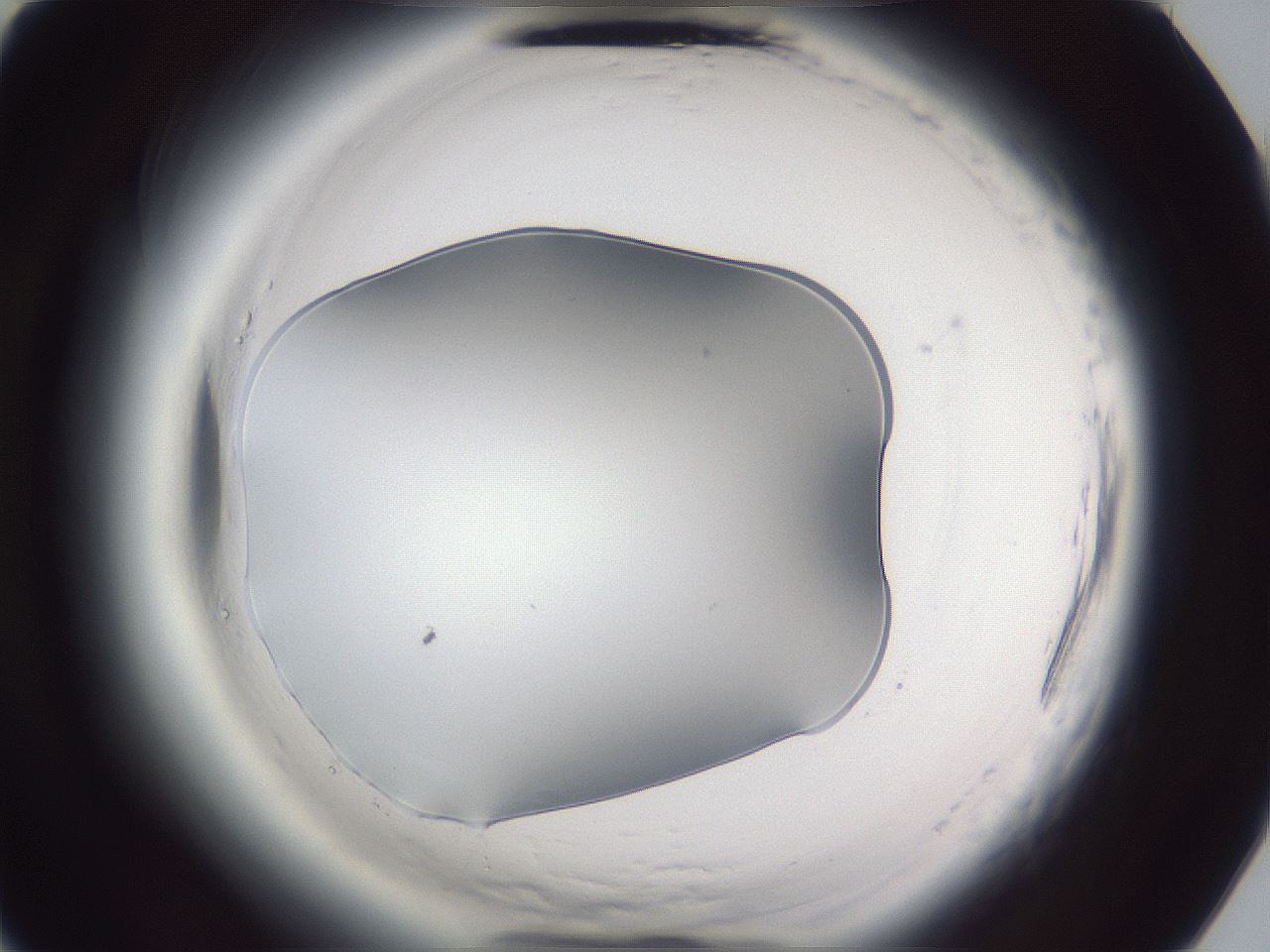 folderID598_plateID2598_batchID13155_wellNum75_profileID1_d3_r197513_ef.jpg