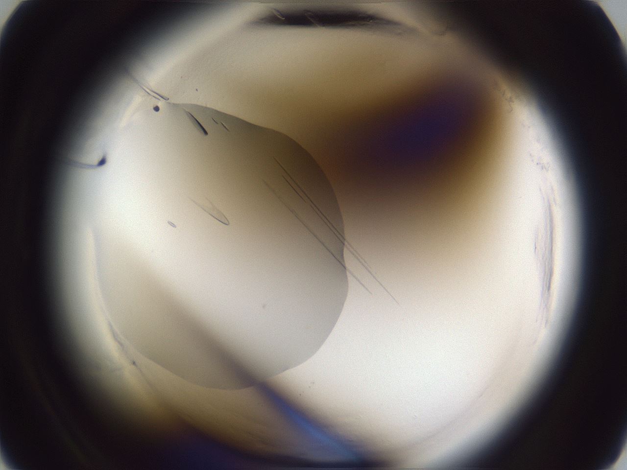 folderID598_plateID2598_batchID13155_wellNum6_profileID1_d2_r197305_ef.jpg