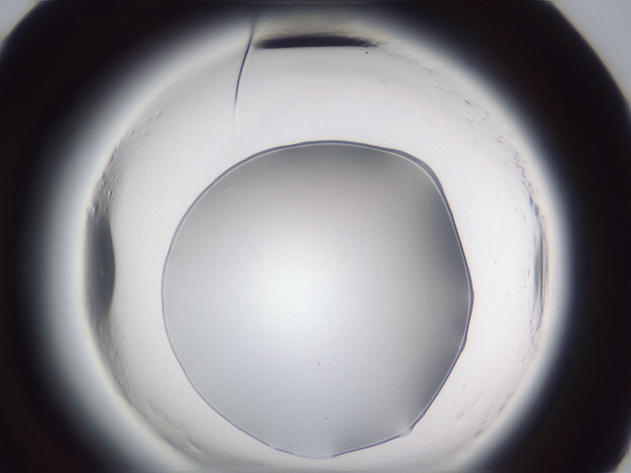 folderID598_plateID2598_batchID13155_wellNum72_profileID1_d3_r197504_ef.jpg