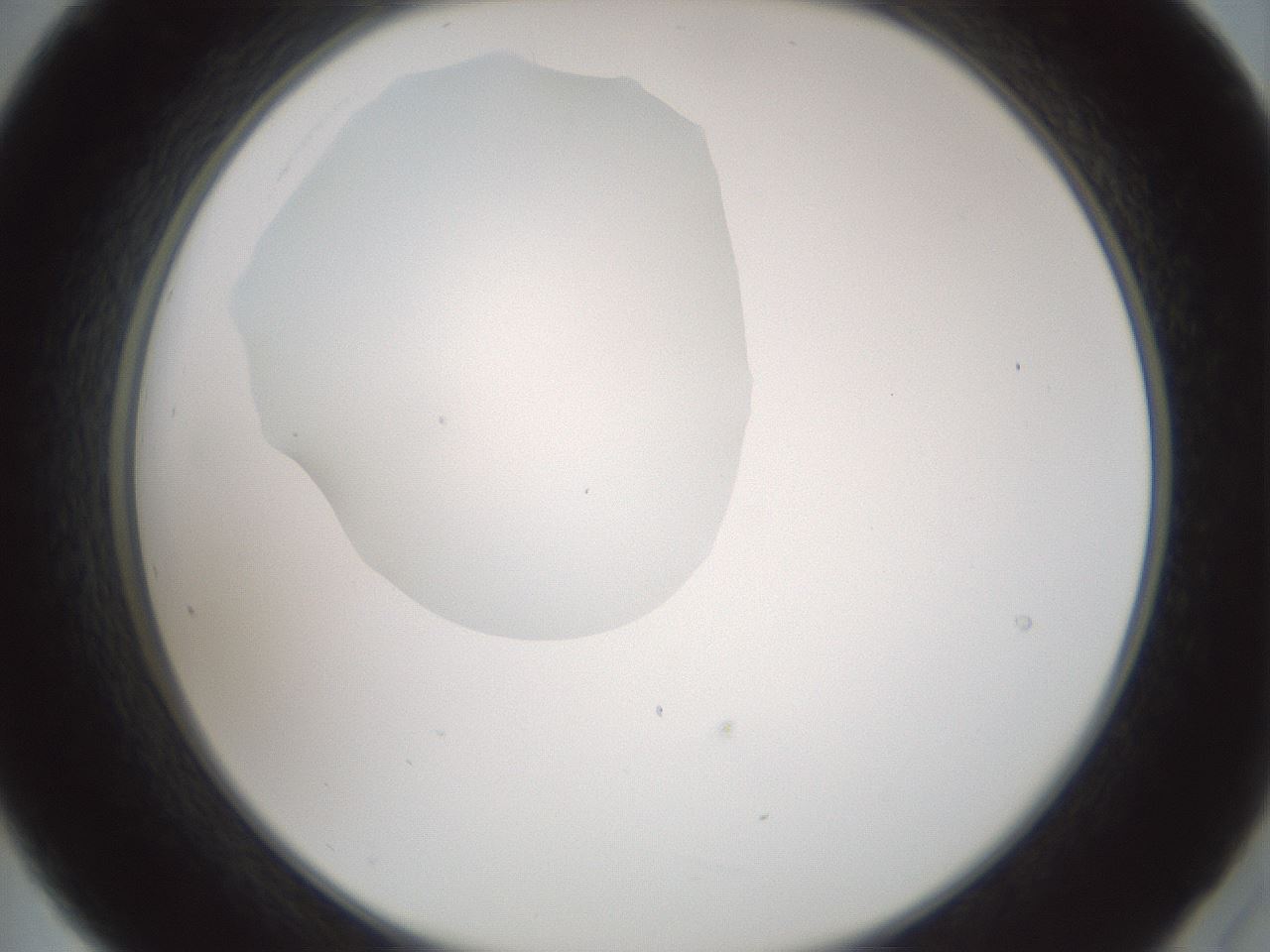 folderID599_plateID1599_batchID6728_wellNum21_profileID1_d2_r106013_ef.jpg