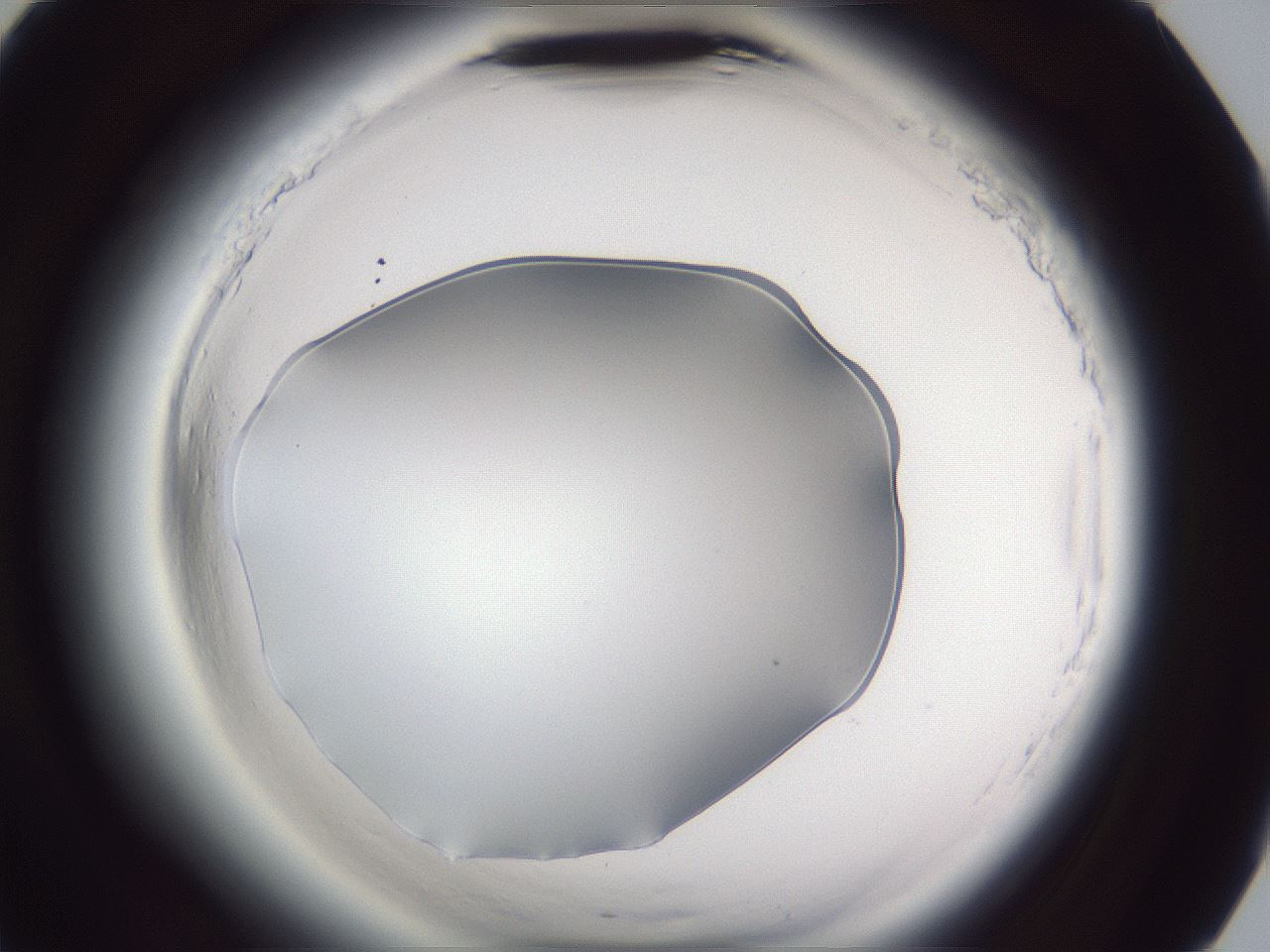 folderID598_plateID2598_batchID13155_wellNum78_profileID1_d3_r197522_ef.jpg