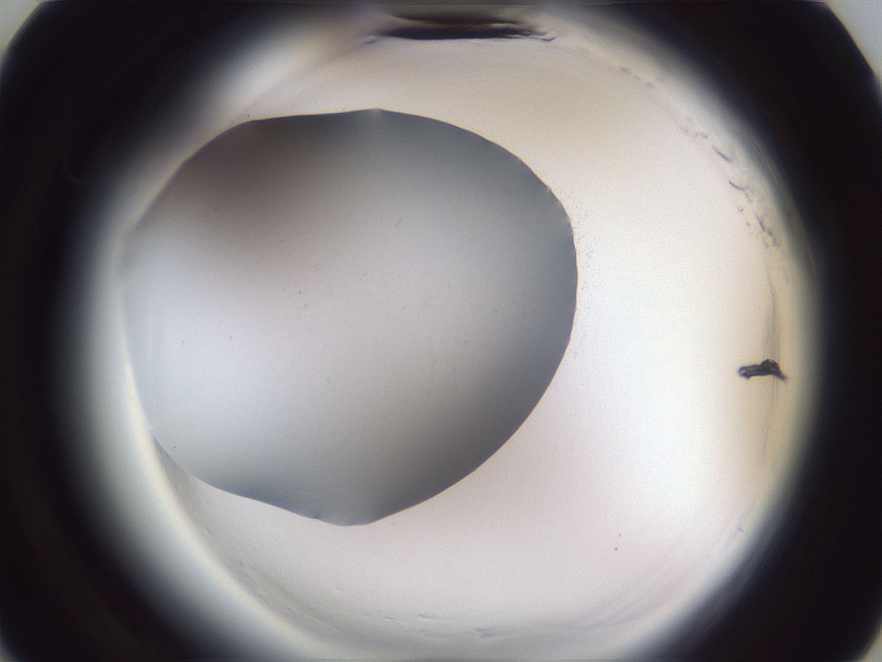 folderID598_plateID2598_batchID13155_wellNum7_profileID1_d3_r197309_ef.jpg