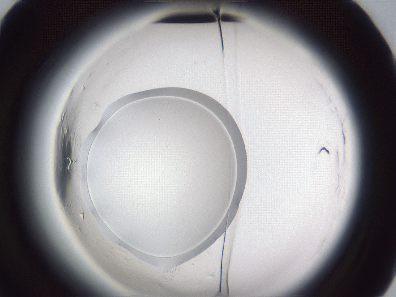 folderID598_plateID2598_batchID13155_wellNum80_profileID1_d2_r197527_ef.jpg