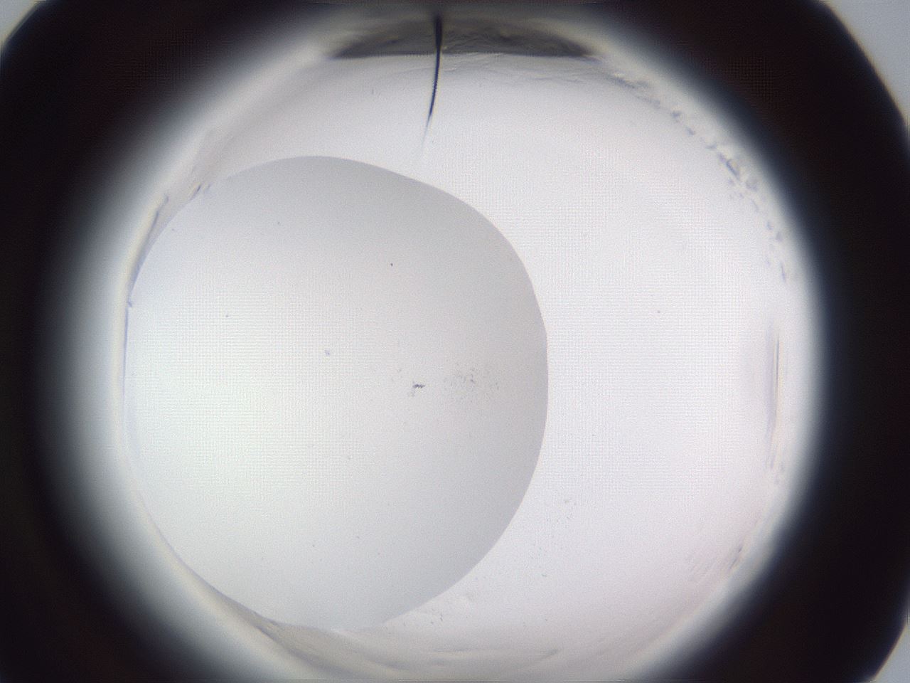 folderID598_plateID2598_batchID13155_wellNum89_profileID1_d1_r197553_ef.jpg