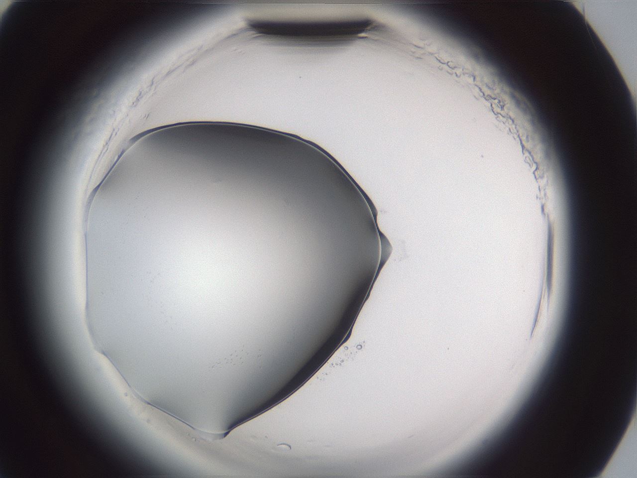 folderID598_plateID2598_batchID13155_wellNum90_profileID1_d3_r197558_ef.jpg