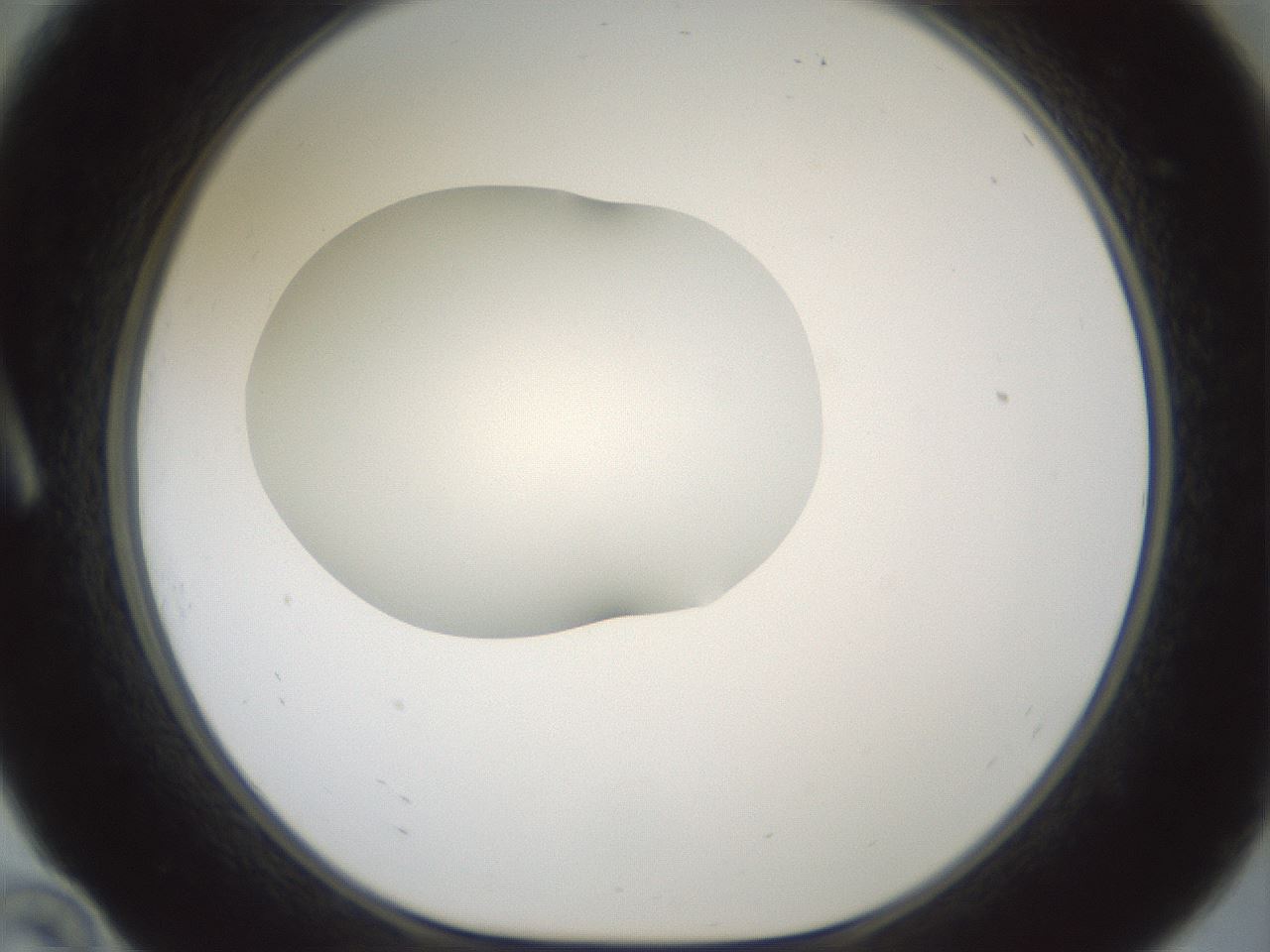 folderID599_plateID1599_batchID6728_wellNum10_profileID1_d1_r105990_ef.jpg