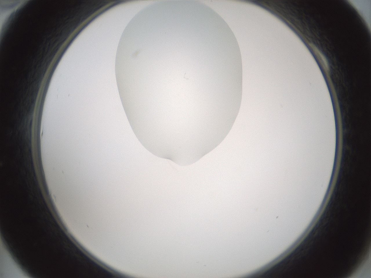 folderID599_plateID1599_batchID6728_wellNum10_profileID1_d2_r105991_ef.jpg