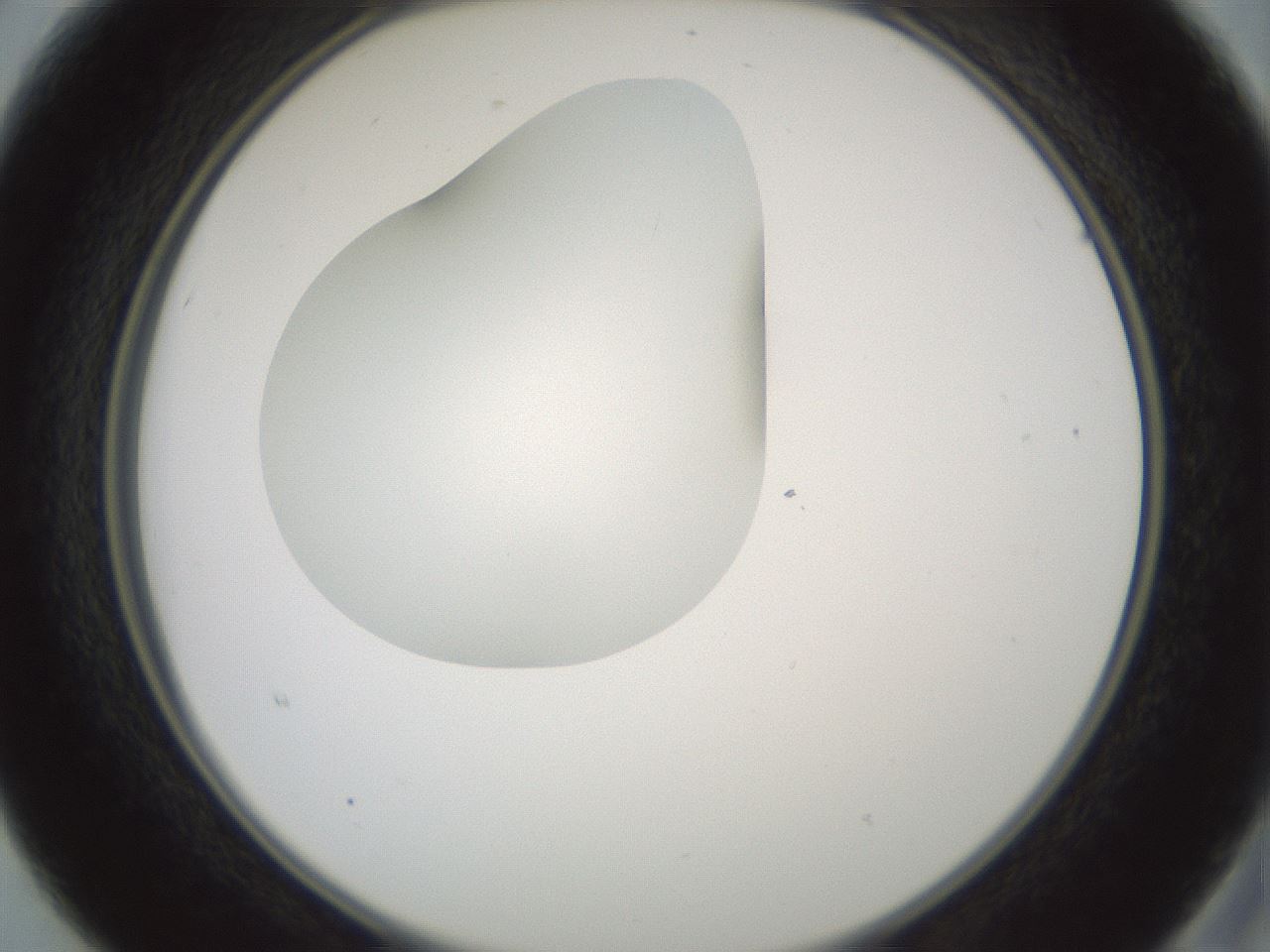 folderID599_plateID1599_batchID6728_wellNum15_profileID1_d2_r106001_ef.jpg