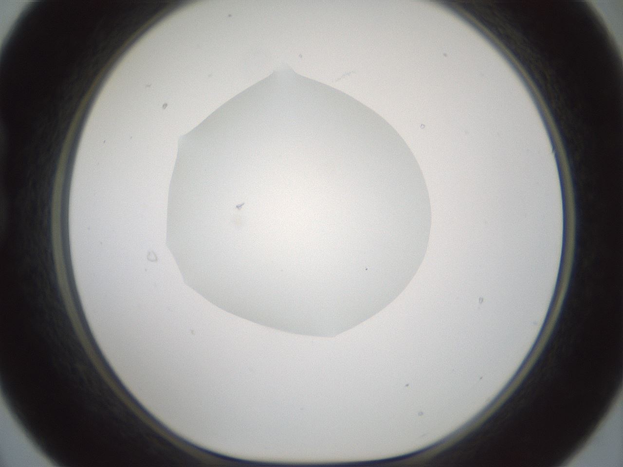 folderID599_plateID1599_batchID6728_wellNum21_profileID1_d1_r106012_ef.jpg