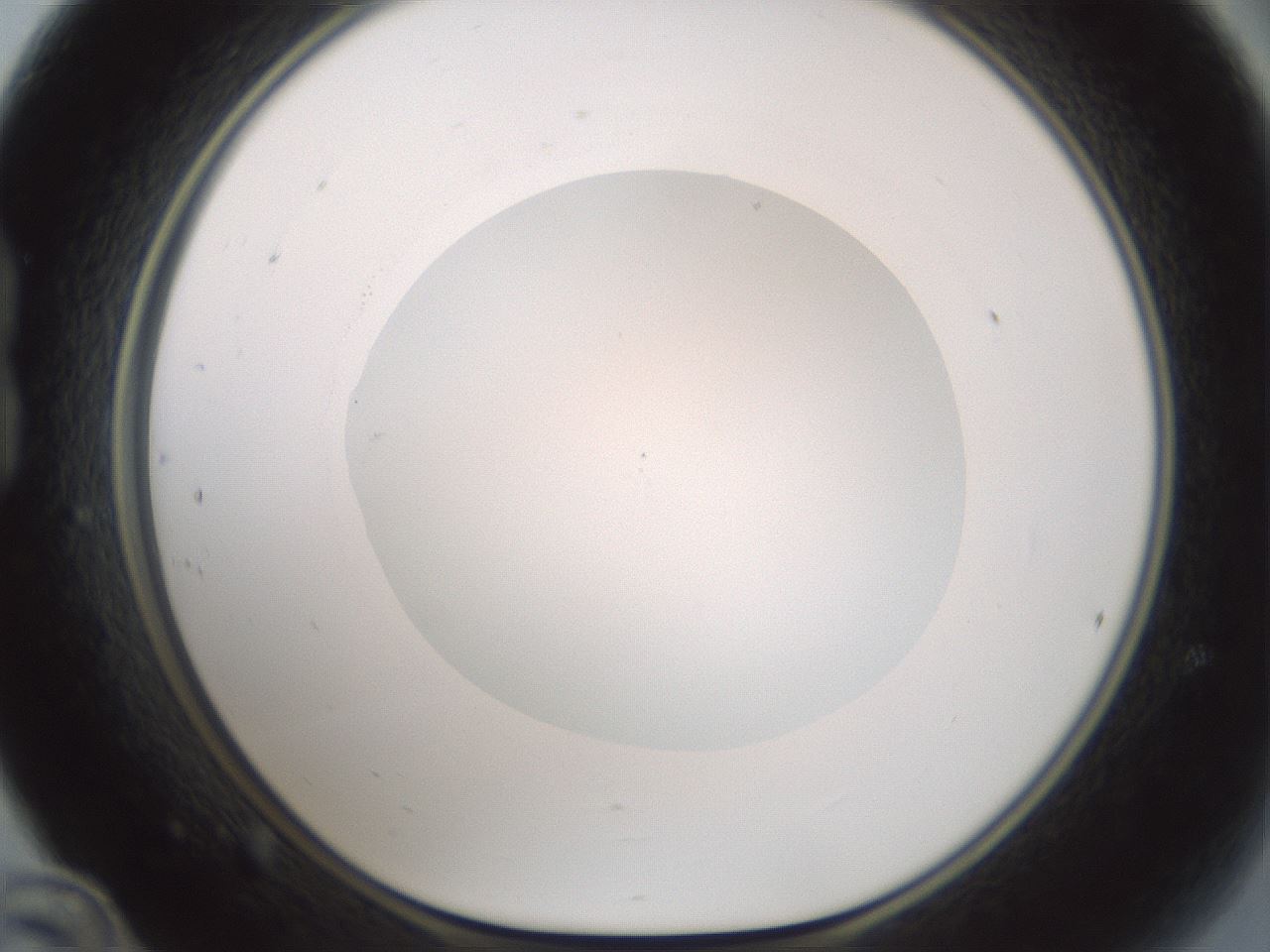 folderID599_plateID1599_batchID6728_wellNum24_profileID1_d1_r106018_ef.jpg