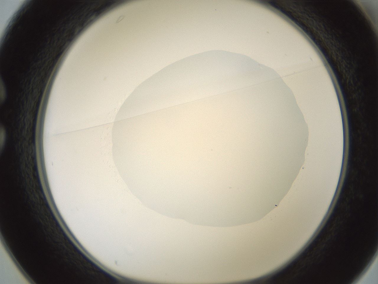 folderID599_plateID1599_batchID6728_wellNum25_profileID1_d1_r106020_ef.jpg