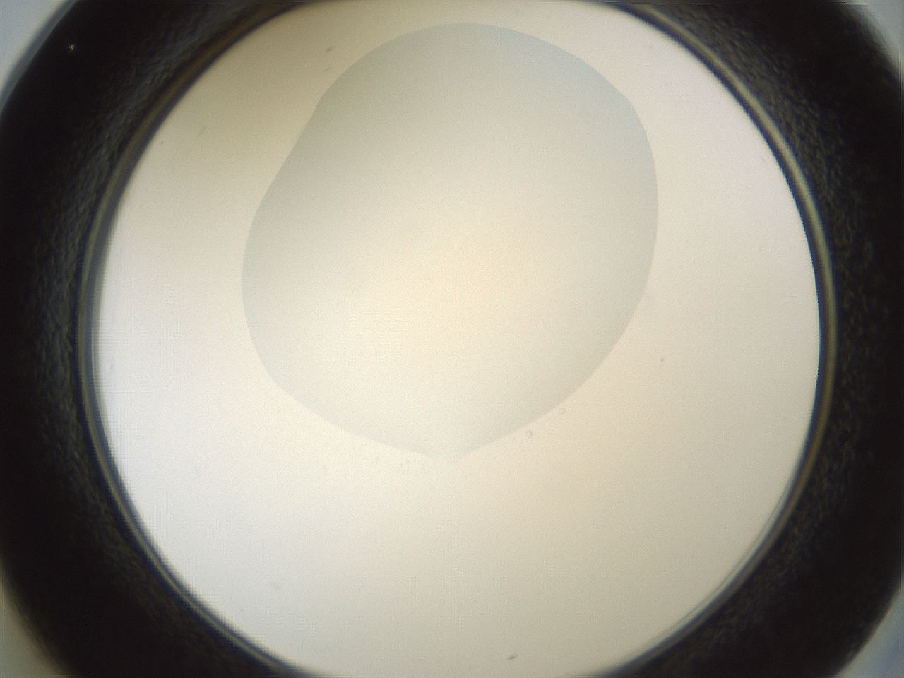folderID599_plateID1599_batchID6728_wellNum25_profileID1_d2_r106021_ef.jpg