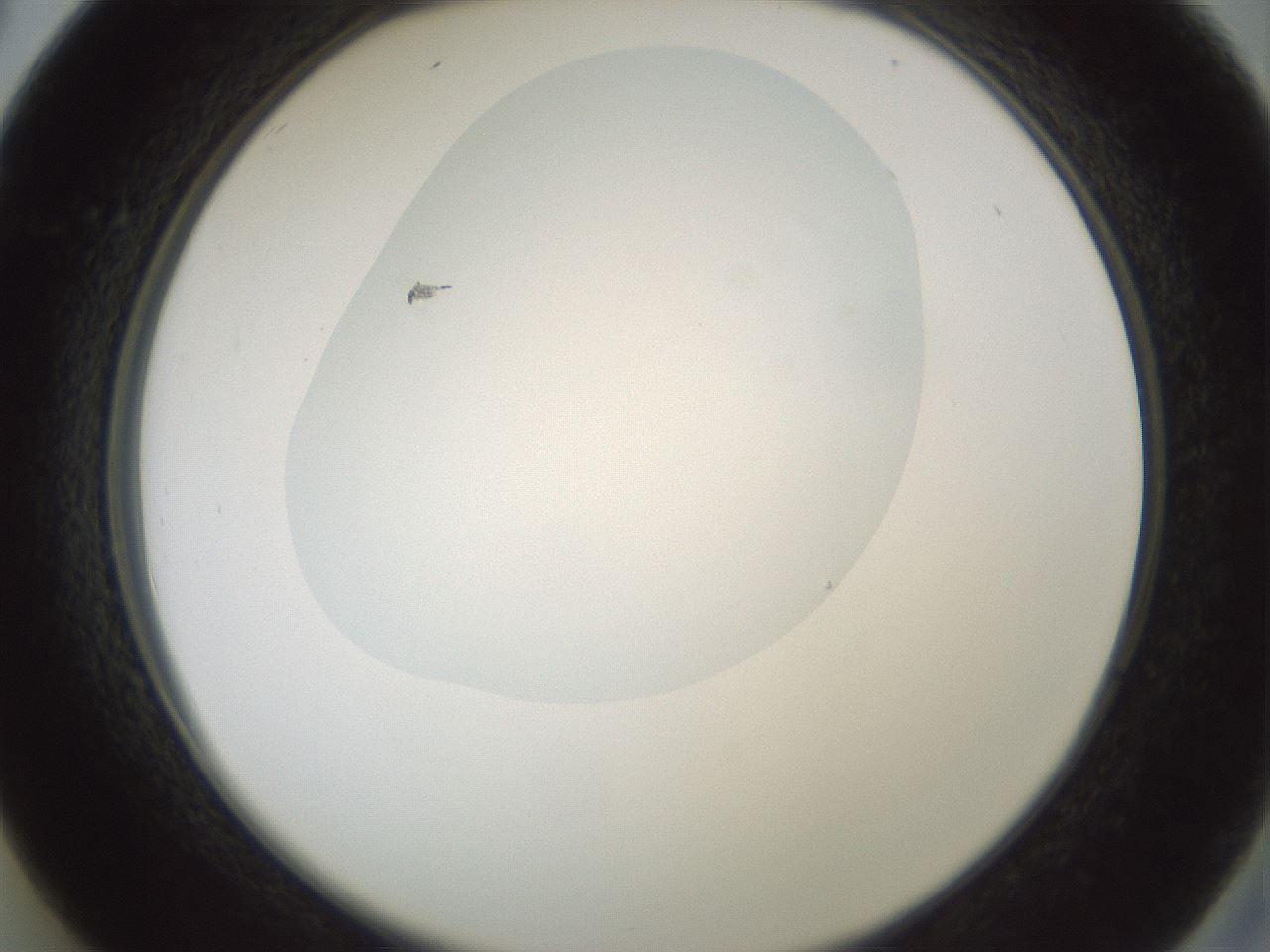 folderID599_plateID1599_batchID6728_wellNum26_profileID1_d2_r106023_ef.jpg