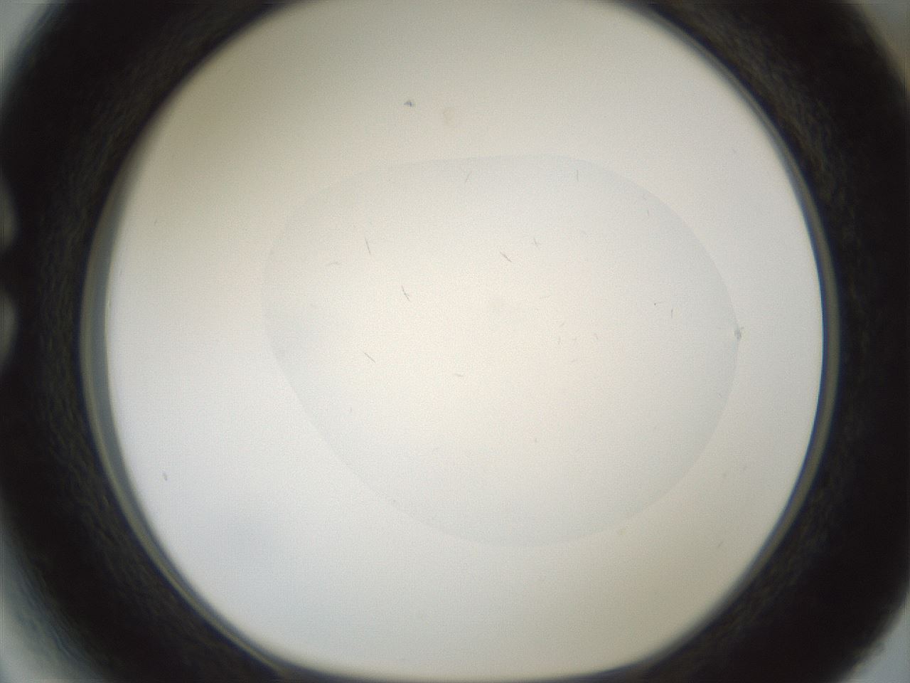 folderID599_plateID1599_batchID6728_wellNum27_profileID1_d1_r106024_ef.jpg
