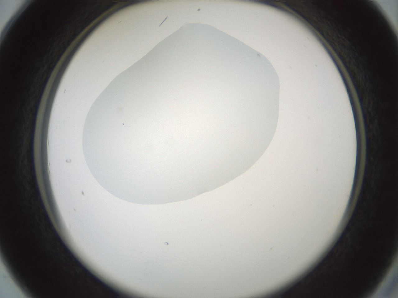 folderID599_plateID1599_batchID6728_wellNum28_profileID1_d2_r106027_ef.jpg