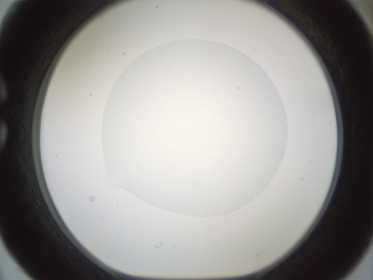 folderID599_plateID1599_batchID6728_wellNum30_profileID1_d1_r106030_ef.jpg
