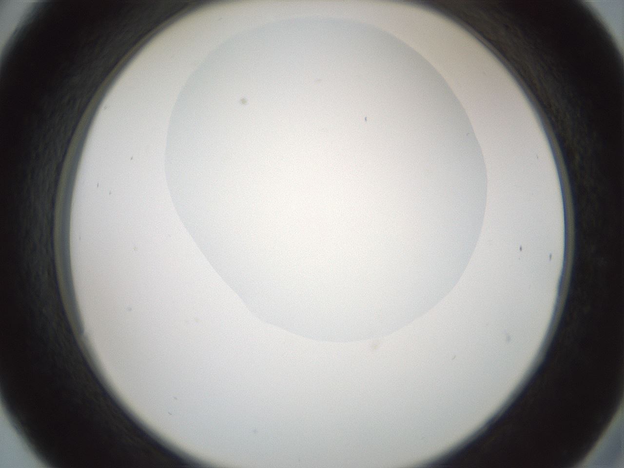 folderID599_plateID1599_batchID6728_wellNum30_profileID1_d2_r106031_ef.jpg