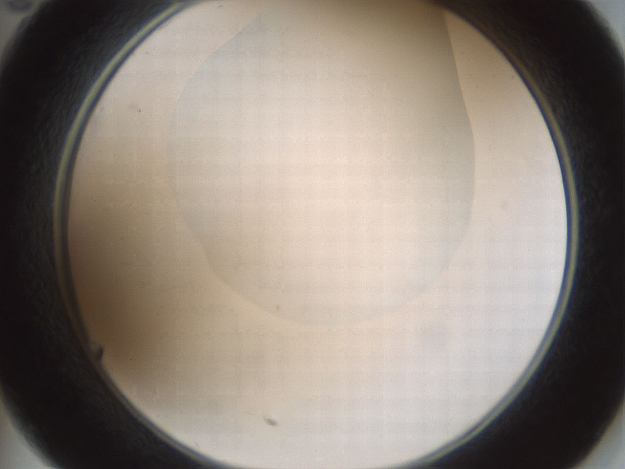 folderID599_plateID1599_batchID6728_wellNum35_profileID1_d2_r106041_ef.jpg