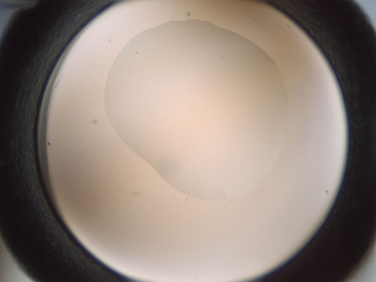 folderID599_plateID1599_batchID6728_wellNum36_profileID1_d2_r106043_ef.jpg