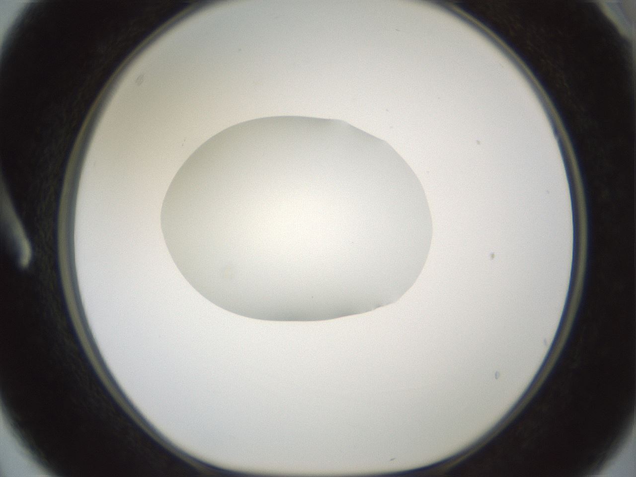 folderID599_plateID1599_batchID6728_wellNum3_profileID1_d1_r105976_ef.jpg