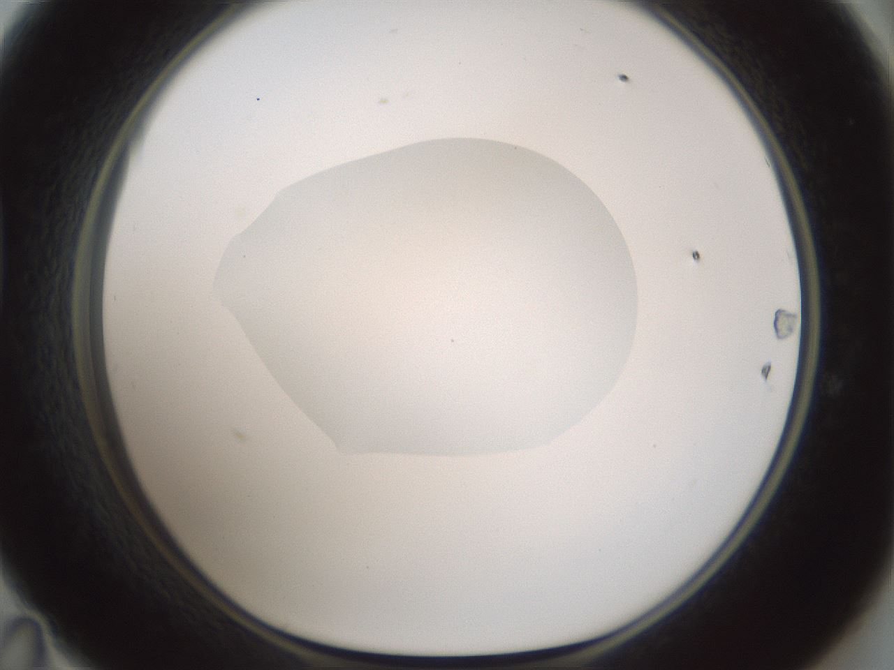 folderID599_plateID1599_batchID6728_wellNum47_profileID1_d1_r106064_ef.jpg
