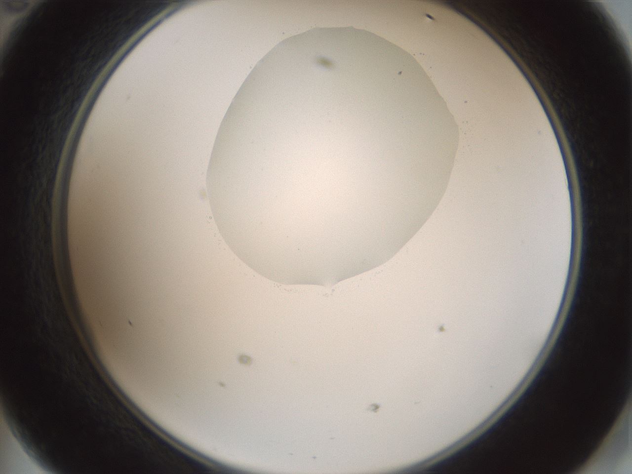 folderID599_plateID1599_batchID6728_wellNum47_profileID1_d2_r106065_ef.jpg