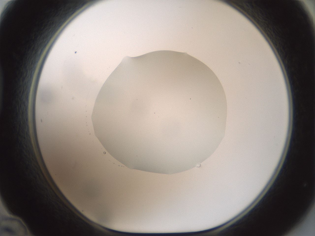 folderID599_plateID1599_batchID6728_wellNum48_profileID1_d1_r106066_ef.jpg