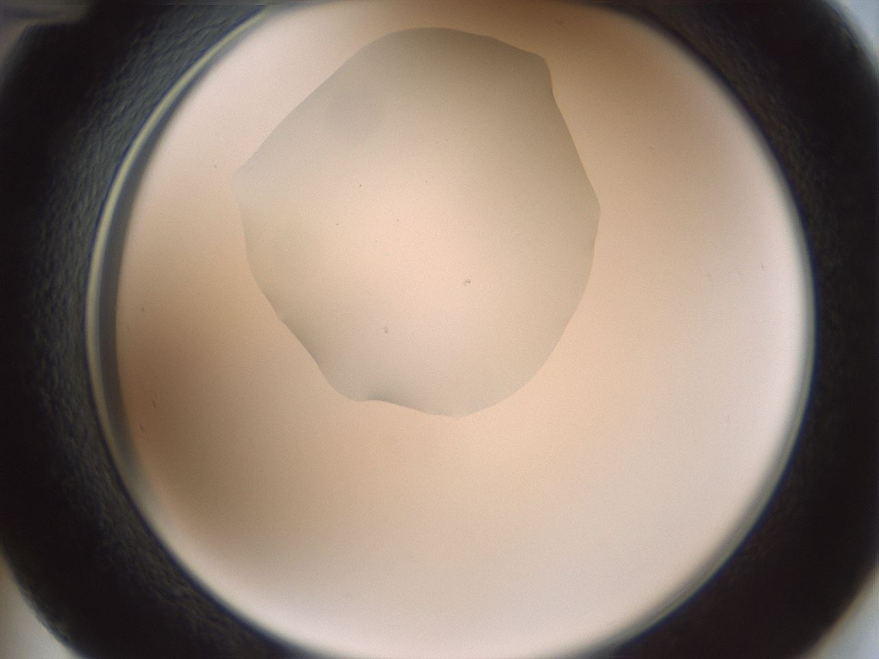 folderID599_plateID1599_batchID6728_wellNum48_profileID1_d2_r106067_ef.jpg