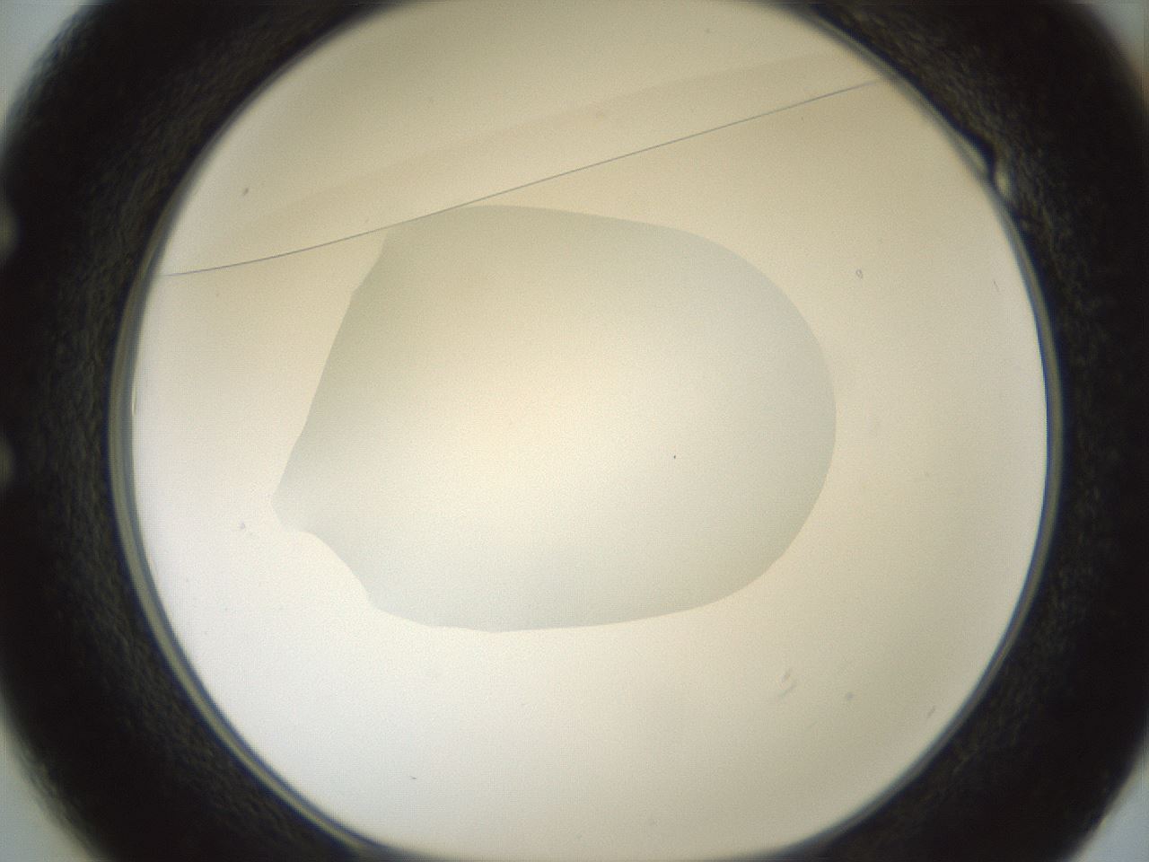 folderID599_plateID1599_batchID6728_wellNum49_profileID1_d1_r106068_ef.jpg