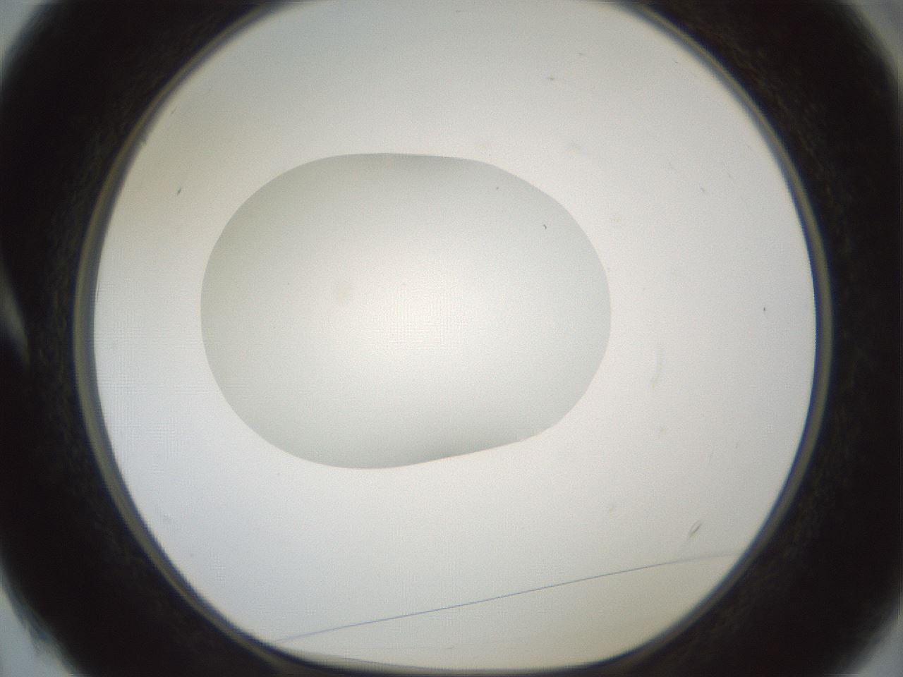 folderID599_plateID1599_batchID6728_wellNum4_profileID1_d1_r105978_ef.jpg
