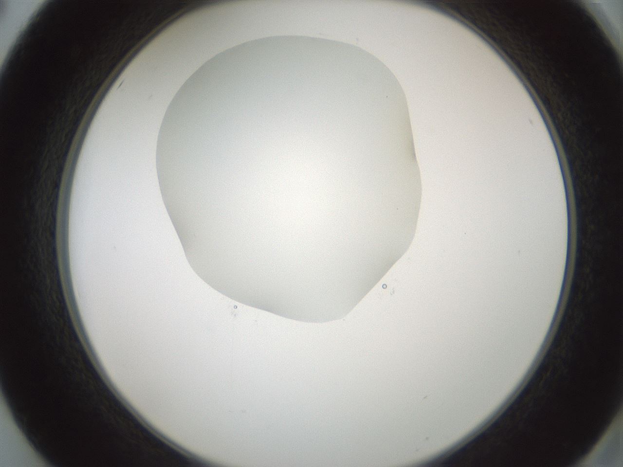 folderID599_plateID1599_batchID6728_wellNum50_profileID1_d2_r106071_ef.jpg