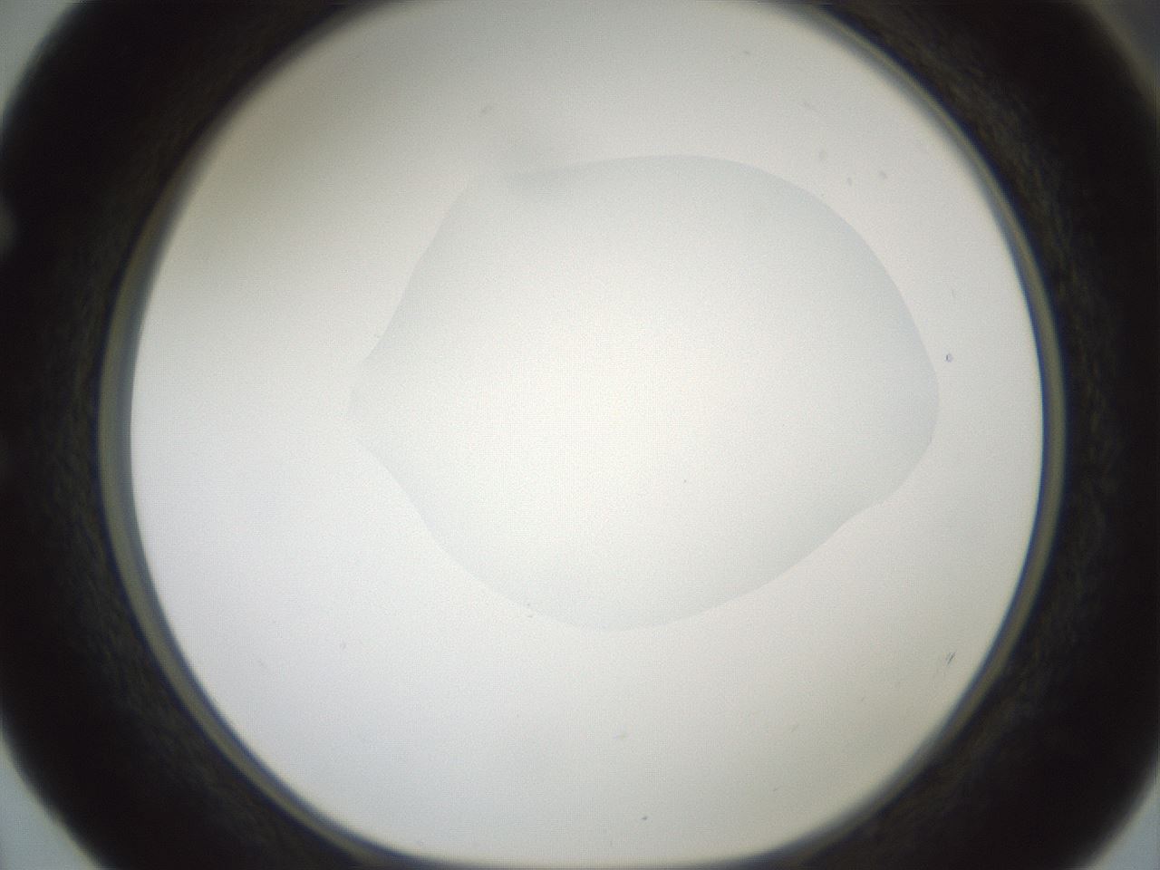 folderID599_plateID1599_batchID6728_wellNum52_profileID1_d1_r106074_ef.jpg